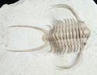 Paraceraurus Trilobite From Russia #10252-2